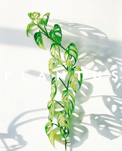 仙洞龟背竹与龟背竹的区别，是同属的吗，龟背竹仙洞和普通区别-第1张图片-优品飞百科