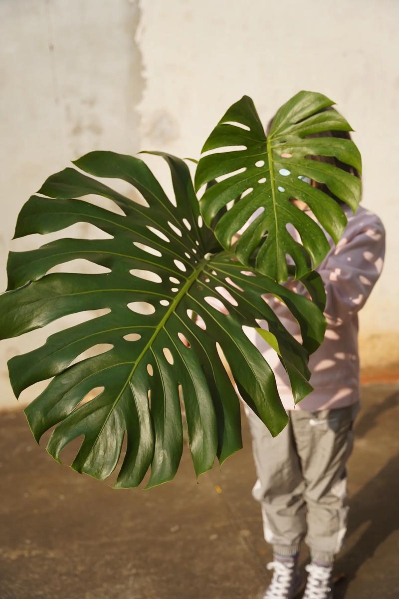 仙洞龟背竹与龟背竹的区别，是同属的吗，龟背竹仙洞和普通区别-第2张图片-优品飞百科