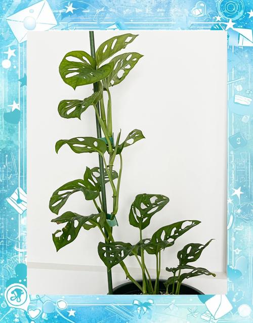 仙洞龟背竹与龟背竹的区别，是同属的吗，龟背竹仙洞和普通区别-第3张图片-优品飞百科