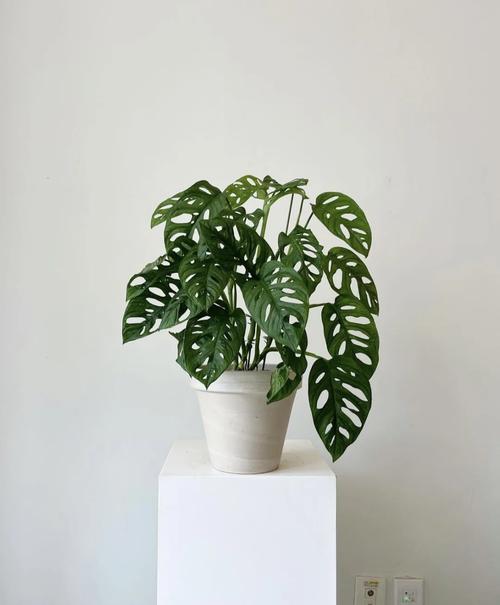 仙洞龟背竹与龟背竹的区别，是同属的吗，龟背竹仙洞和普通区别-第4张图片-优品飞百科