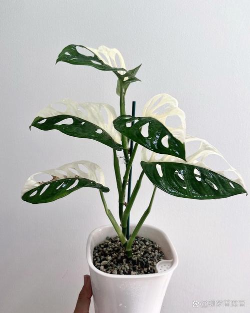 仙洞龟背竹与龟背竹的区别，是同属的吗，龟背竹仙洞和普通区别-第5张图片-优品飞百科