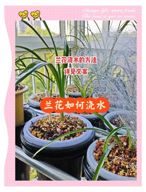 兰花发芽期的管理方法（浇水、施肥方法详解），兰花发芽了要多久施一次肥-第2张图片-优品飞百科