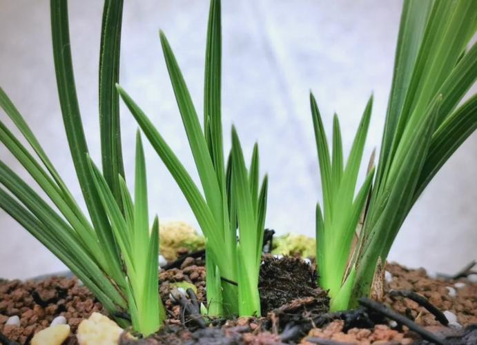兰花发芽期的管理方法（浇水、施肥方法详解），兰花发芽了要多久施一次肥-第3张图片-优品飞百科