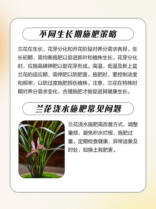 兰花发芽期的管理方法（浇水、施肥方法详解），兰花发芽了要多久施一次肥-第4张图片-优品飞百科