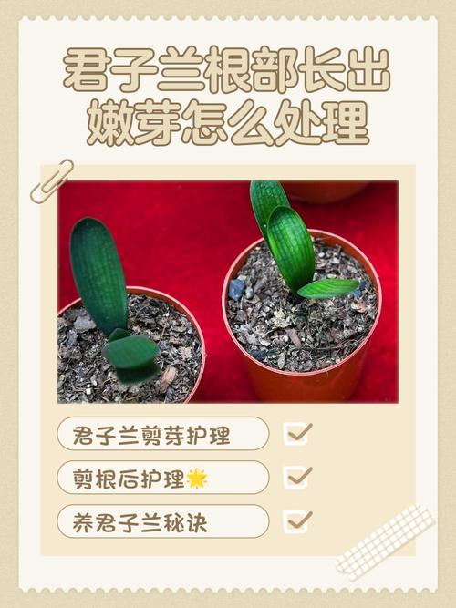 兰花发芽期的管理方法（浇水、施肥方法详解），兰花发芽了要多久施一次肥-第5张图片-优品飞百科