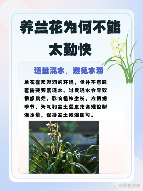 兰花发芽期的管理方法（浇水、施肥方法详解），兰花发芽了要多久施一次肥-第6张图片-优品飞百科