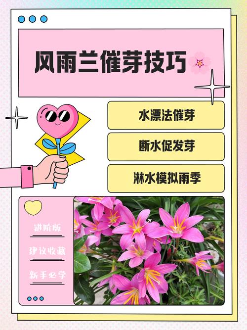 兰花发芽期的管理方法（浇水、施肥方法详解），兰花发芽了要多久施一次肥-第7张图片-优品飞百科