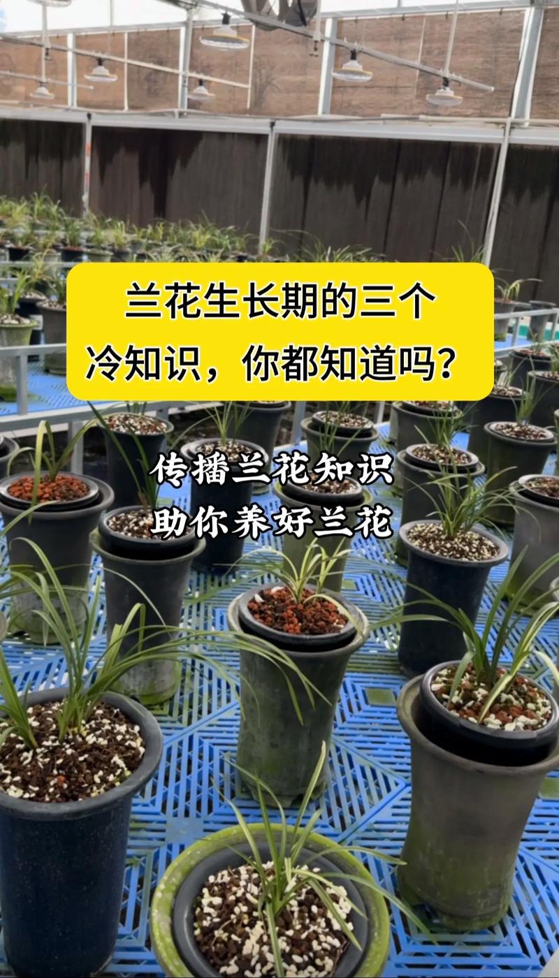 兰花发芽期的管理方法（浇水、施肥方法详解），兰花发芽了要多久施一次肥-第8张图片-优品飞百科
