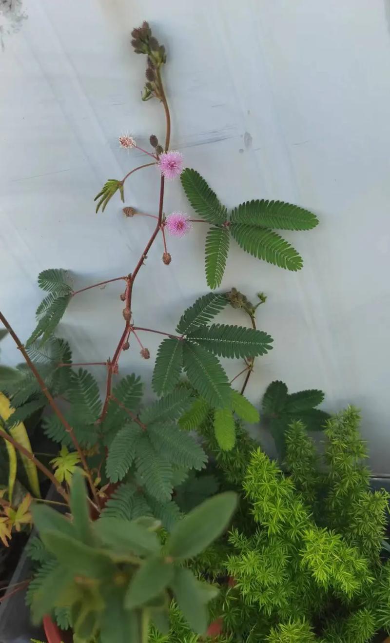 含羞草怎么繁殖,含羞草会开花吗?含羞草怎么取种子繁殖?-第3张图片-优品飞百科 含羞草怎么繁殖,含羞草会开花吗?含羞草怎么取种子繁殖?-第3张图片-优品飞百科