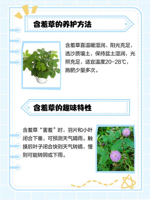 含羞草怎么繁殖,含羞草会开花吗?含羞草怎么取种子繁殖?-第4张图片-优品飞百科 含羞草怎么繁殖,含羞草会开花吗?含羞草怎么取种子繁殖?-第4张图片-优品飞百科
