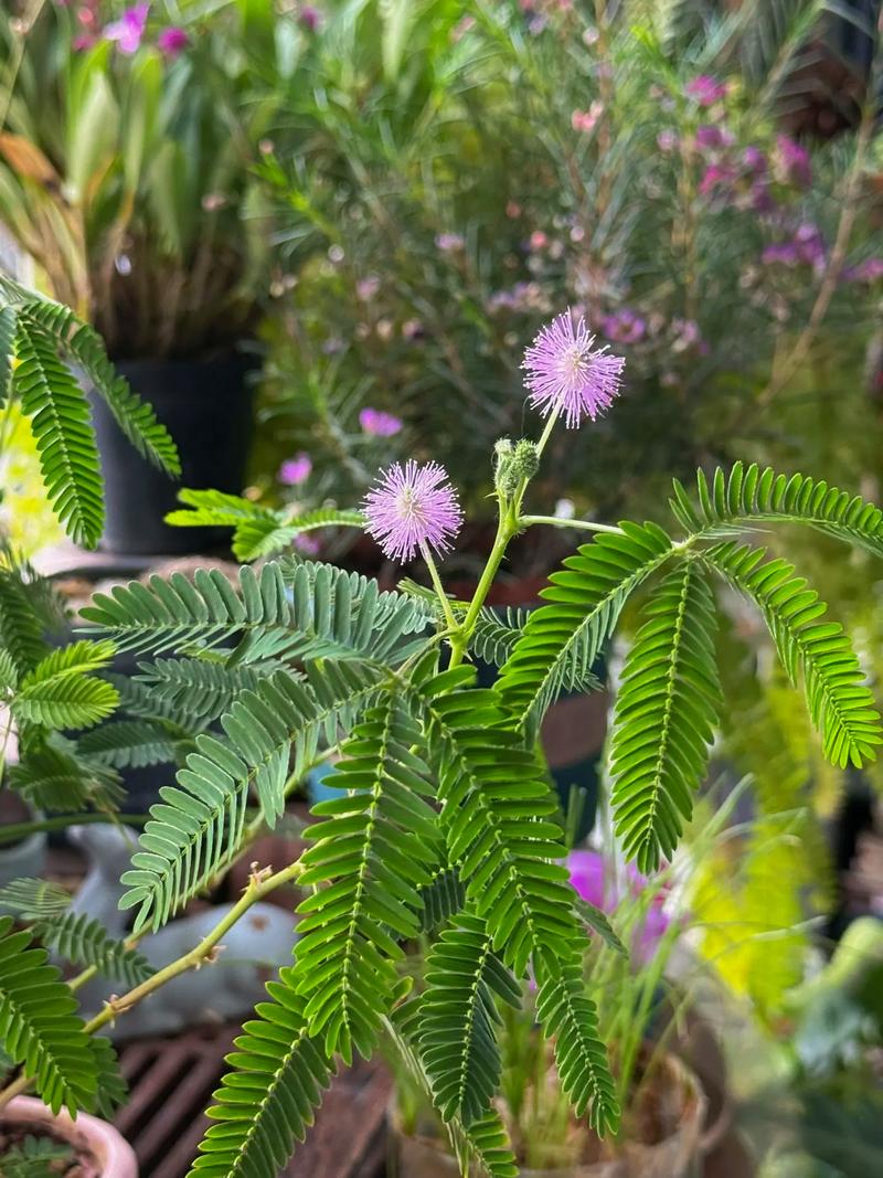 含羞草怎么繁殖,含羞草会开花吗?含羞草怎么取种子繁殖?-第6张图片-优品飞百科 含羞草怎么繁殖,含羞草会开花吗?含羞草怎么取种子繁殖?-第6张图片-优品飞百科