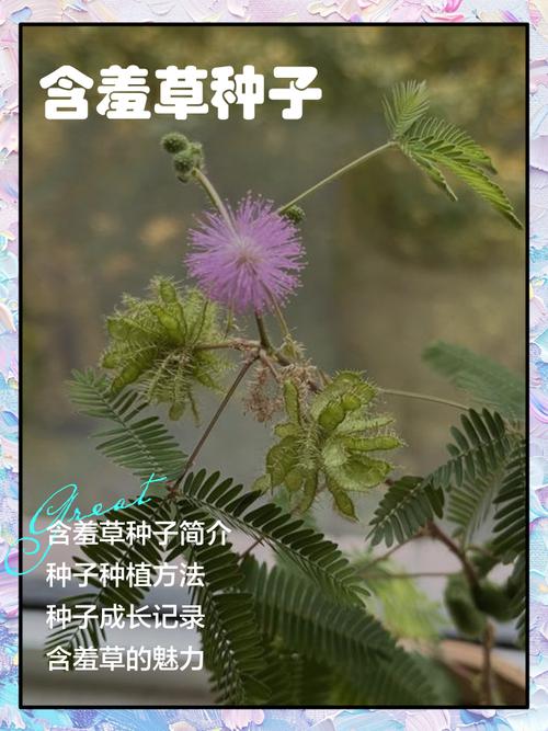 含羞草怎么繁殖,含羞草会开花吗?含羞草怎么取种子繁殖?-第7张图片-优品飞百科 含羞草怎么繁殖,含羞草会开花吗?含羞草怎么取种子繁殖?-第7张图片-优品飞百科