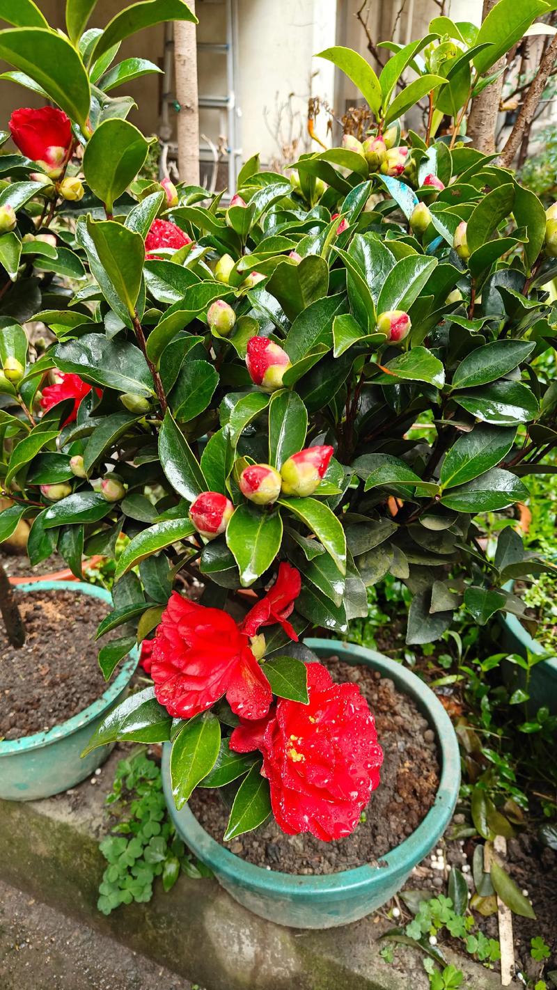 山茶花是什么季节开的，山茶花是哪个市市花，山茶花是什么季节开的花?-第2张图片-优品飞百科