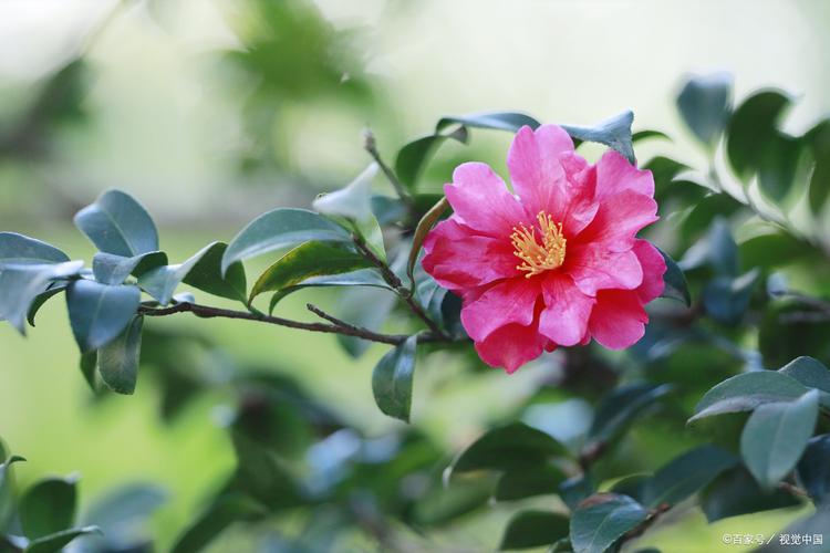 山茶花是什么季节开的，山茶花是哪个市市花，山茶花是什么季节开的花?-第3张图片-优品飞百科