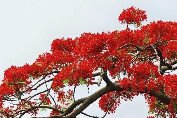 山茶花是什么季节开的，山茶花是哪个市市花，山茶花是什么季节开的花?-第4张图片-优品飞百科