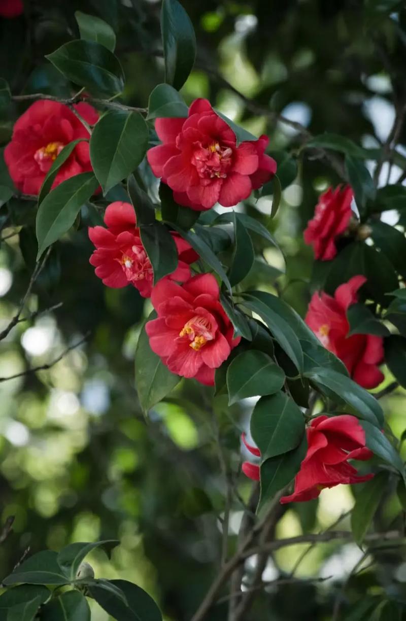 山茶花是什么季节开的，山茶花是哪个市市花，山茶花是什么季节开的花?-第5张图片-优品飞百科