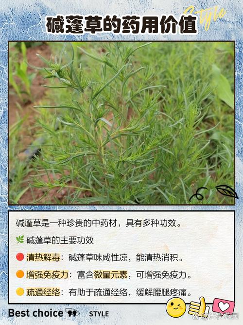 碱蓬的功效与作用，碱蓬的功效与作用及食用方法-第2张图片-优品飞百科