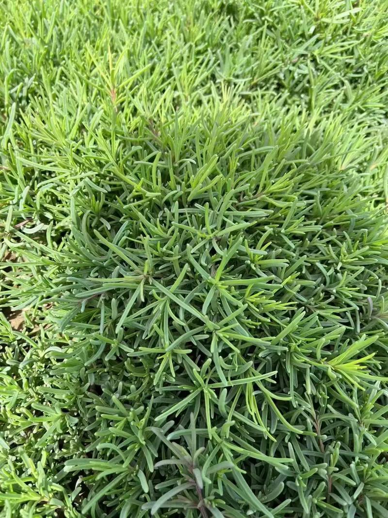 碱蓬的功效与作用，碱蓬的功效与作用及食用方法-第3张图片-优品飞百科