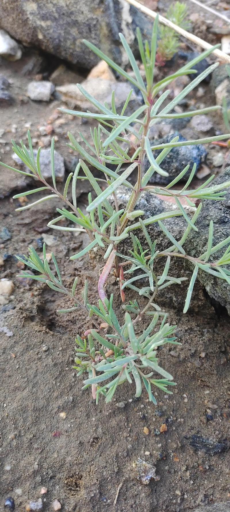 碱蓬的功效与作用，碱蓬的功效与作用及食用方法-第4张图片-优品飞百科