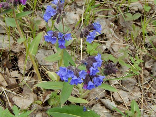 碱蓬的功效与作用，碱蓬的功效与作用及食用方法-第5张图片-优品飞百科