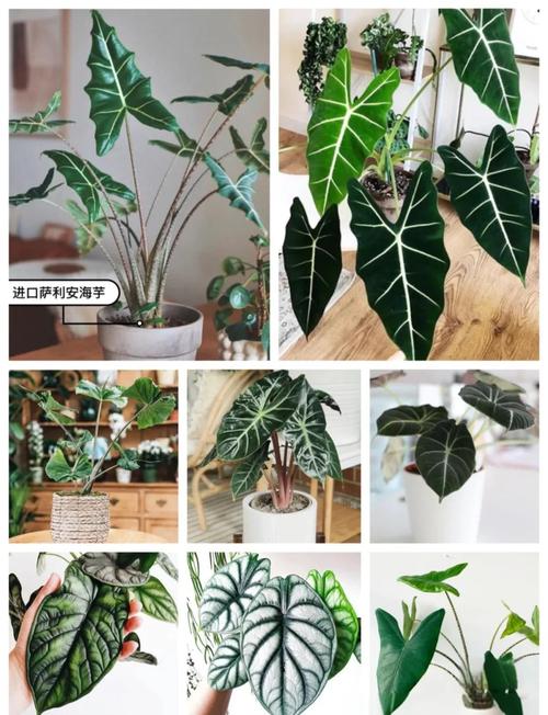 海芋花的作用，海芋花的作用与功效图片？-第1张图片-优品飞百科