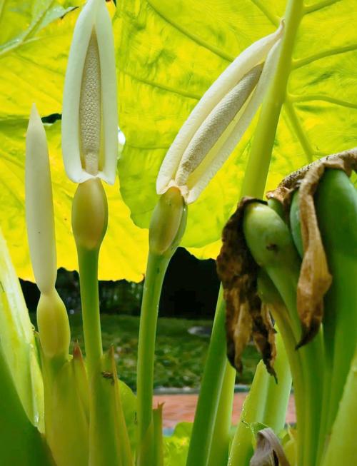 海芋花的作用，海芋花的作用与功效图片？-第3张图片-优品飞百科