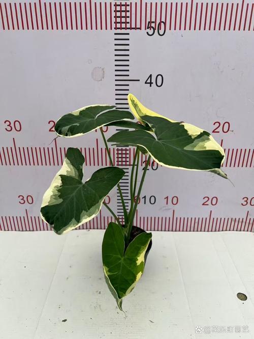 海芋花的作用，海芋花的作用与功效图片？-第2张图片-优品飞百科