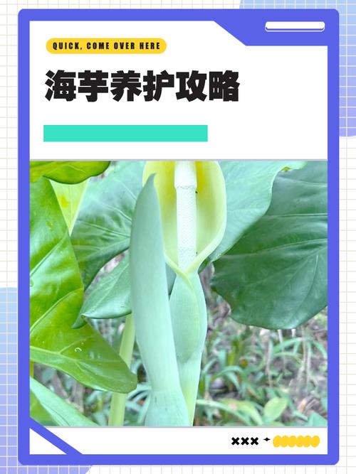 海芋花的作用，海芋花的作用与功效图片？-第4张图片-优品飞百科