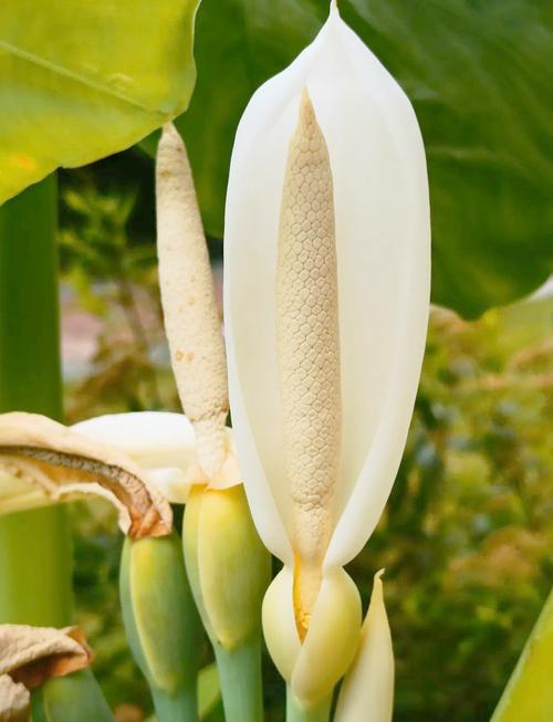 海芋花的作用，海芋花的作用与功效图片？-第5张图片-优品飞百科