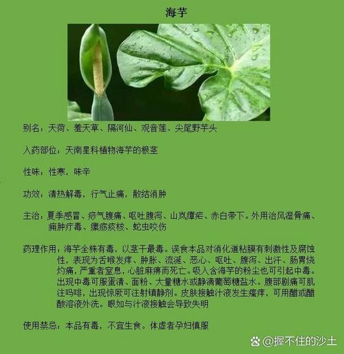 海芋花的作用，海芋花的作用与功效图片？-第6张图片-优品飞百科