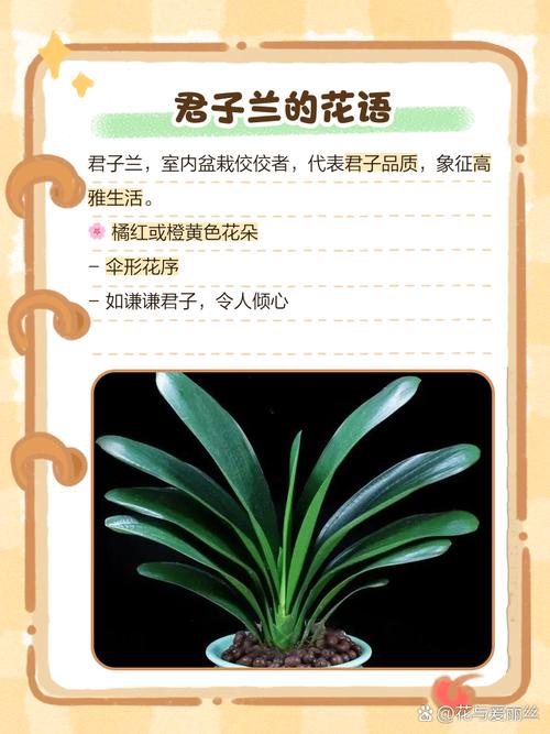 君子兰花语及象征意义？君子兰花语和寓意？-第1张图片-优品飞百科
