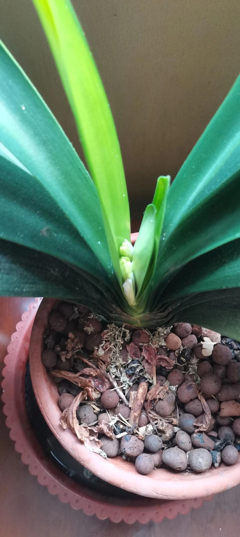 君子兰花语及象征意义？君子兰花语和寓意？-第2张图片-优品飞百科