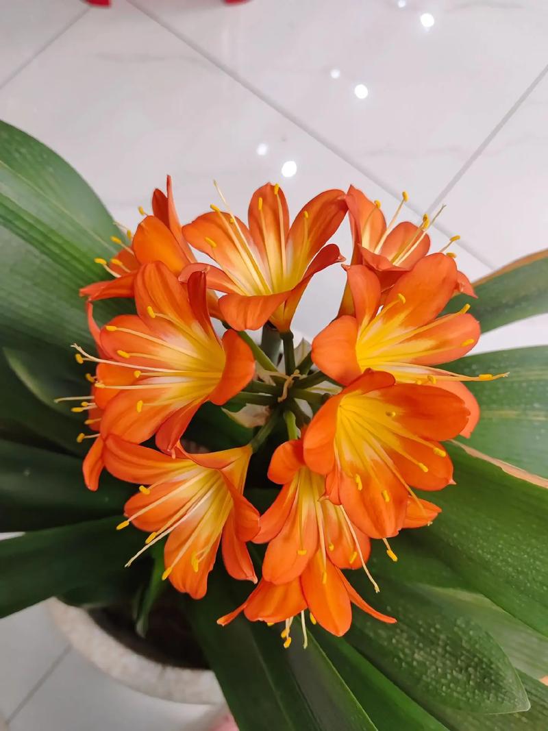 君子兰花语及象征意义？君子兰花语和寓意？-第3张图片-优品飞百科