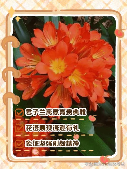 君子兰花语及象征意义？君子兰花语和寓意？-第4张图片-优品飞百科