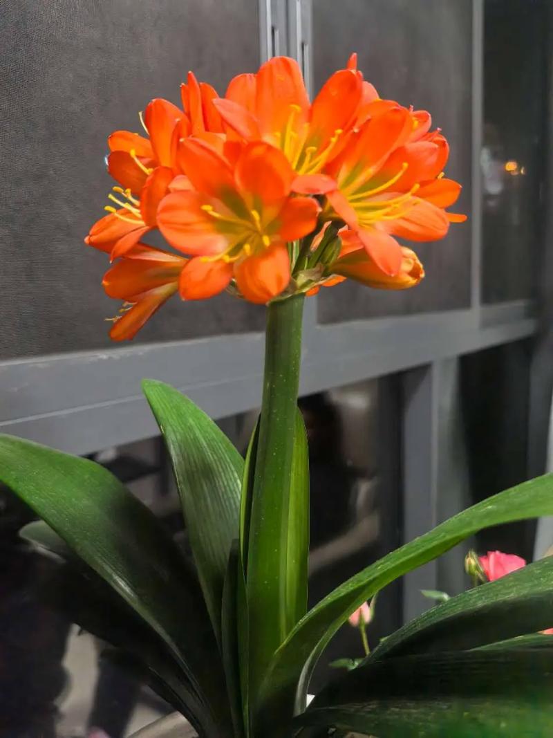 君子兰花语及象征意义？君子兰花语和寓意？-第5张图片-优品飞百科