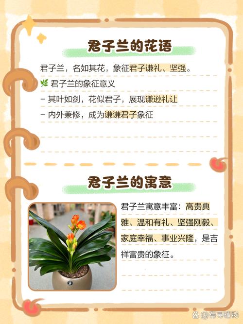 君子兰花语及象征意义？君子兰花语和寓意？-第6张图片-优品飞百科
