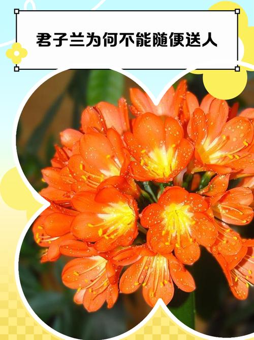 君子兰花语及象征意义？君子兰花语和寓意？-第7张图片-优品飞百科
