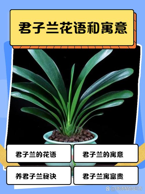 君子兰花语及象征意义？君子兰花语和寓意？-第8张图片-优品飞百科