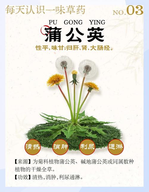 蒲公英有什么用途？蒲公英有什么用途和功效？-第1张图片-优品飞百科