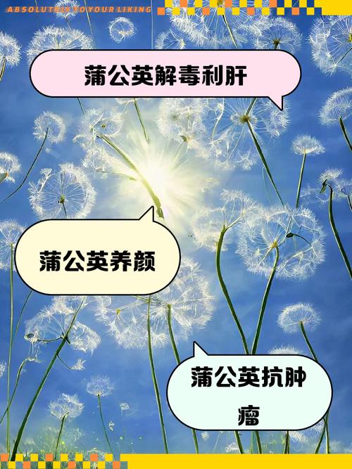 蒲公英有什么用途？蒲公英有什么用途和功效？-第2张图片-优品飞百科