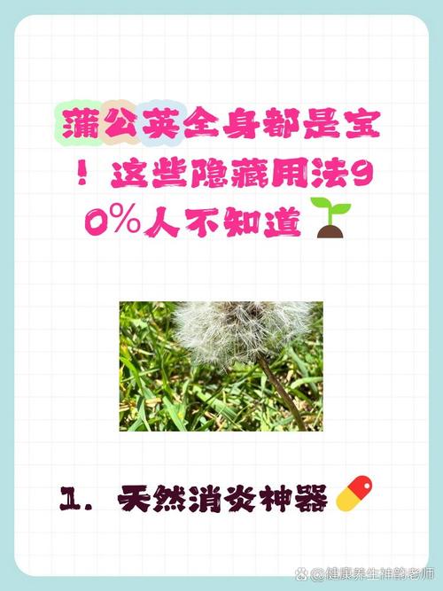 蒲公英有什么用途？蒲公英有什么用途和功效？-第3张图片-优品飞百科