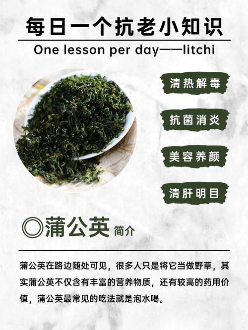 蒲公英有什么用途？蒲公英有什么用途和功效？-第5张图片-优品飞百科