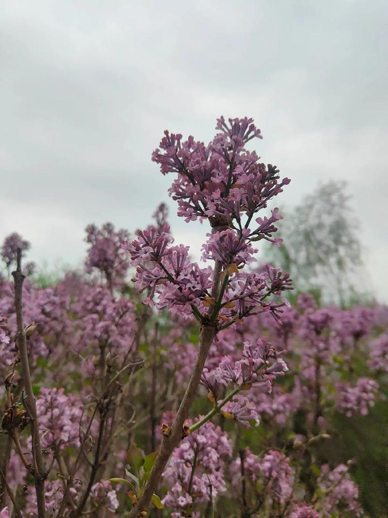 哈尔滨适合养什么花，哈尔滨适合养什么植物-第1张图片-优品飞百科