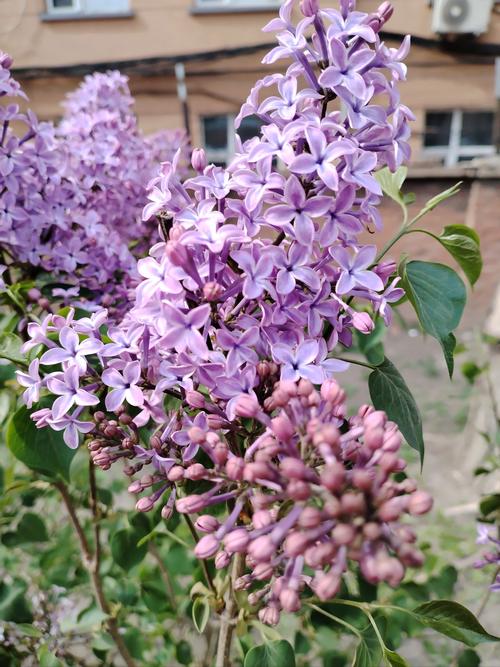 哈尔滨适合养什么花，哈尔滨适合养什么植物-第2张图片-优品飞百科