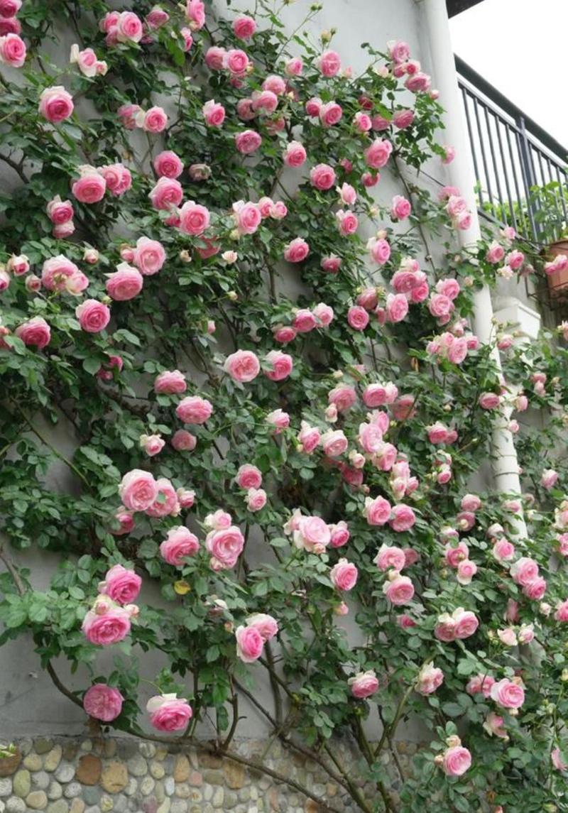 长春花和迎春花的区别，迎春花与长寿花是否一样图片大全大图？-第1张图片-优品飞百科