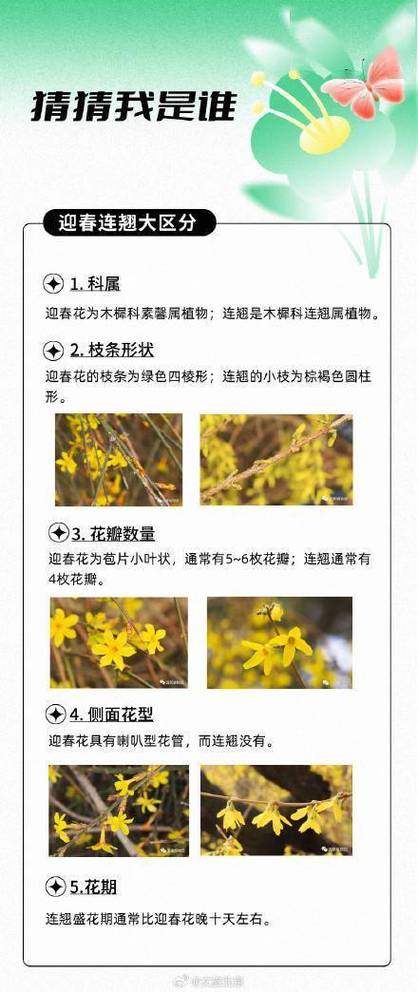 长春花和迎春花的区别，迎春花与长寿花是否一样图片大全大图？-第2张图片-优品飞百科