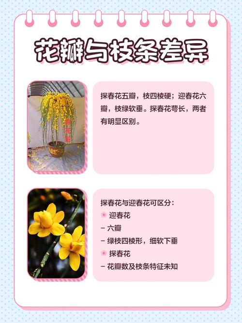 长春花和迎春花的区别，迎春花与长寿花是否一样图片大全大图？-第4张图片-优品飞百科