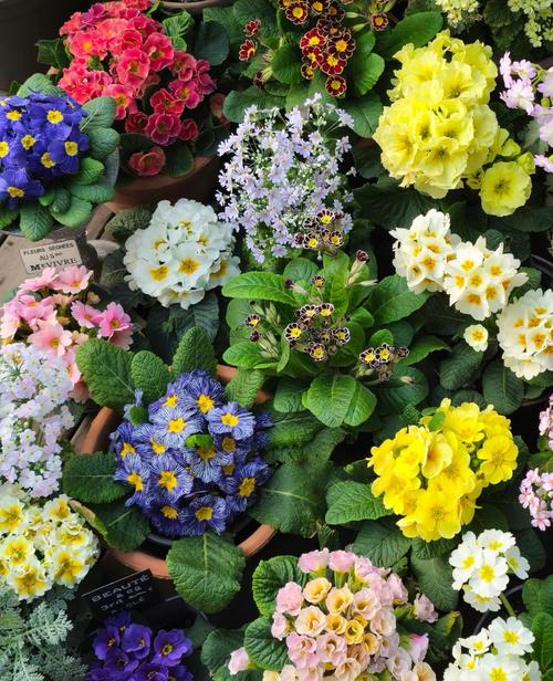 长春花和迎春花的区别，迎春花与长寿花是否一样图片大全大图？-第5张图片-优品飞百科