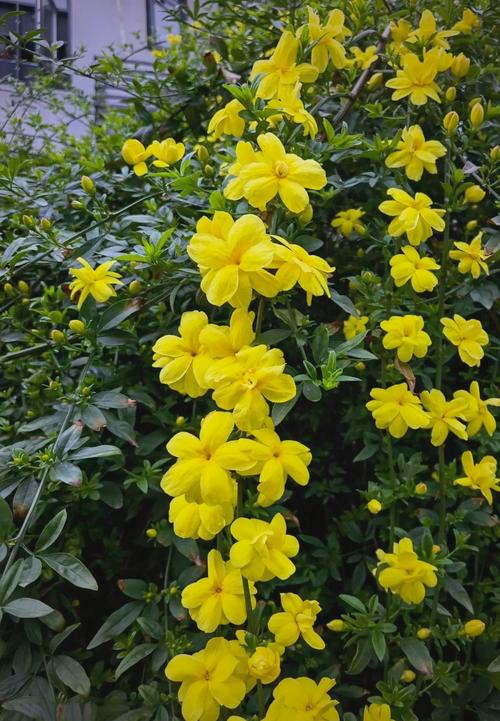 长春花和迎春花的区别，迎春花与长寿花是否一样图片大全大图？-第6张图片-优品飞百科