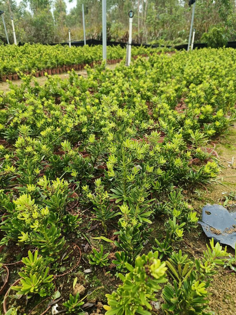 台湾罗汉松的养殖方法？台湾罗汉松怎么养？